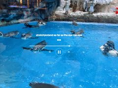 -帝企鹅自助餐厅•儿童岛•真企鹅(长隆企鹅酒店)