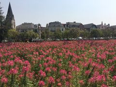 景点-爱丽丝仙境花海