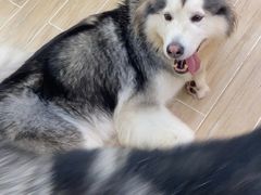 -李小姐の猫咖啡馆(五角场店)
