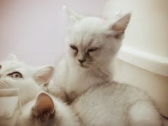 -喵的天空名猫咖啡馆·撸猫·猫舍·用品