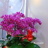 这个冬天❄️川渝鱼蛙火锅必须拥有姓名‼️