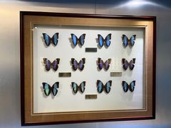 -上海昆虫博物馆