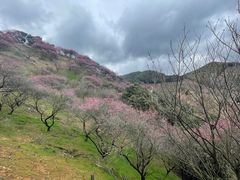 -新建村梅花