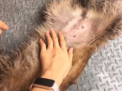 -特一安24小时宠物医院·骨科·中兽医