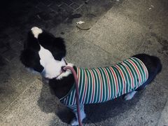 -宠颐生斯嘉宠物医院·急重症·心内科(谷阳北路分院)