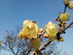 -无锡梅园公园