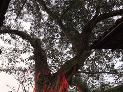 -尧坝古镇