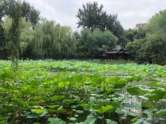 -莲湖公园