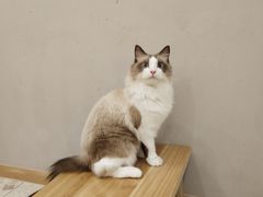 -飞行喵MR PILOT|猫舍·猫咖(静安大融城店)