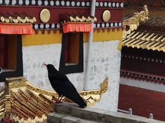 -达仓郎木寺院