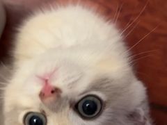 -欣宠猫屋·矮脚拿破仑·蓝金金渐层