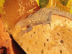 -上海大自然野生昆虫馆(东方明珠·爬宠昆虫探索中心)