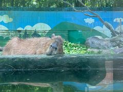 -广州长隆野生动物世界