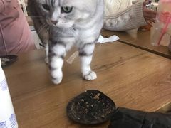 -平行世界·猫咖(首经贸店)