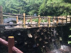 -王顺山国家森林公园