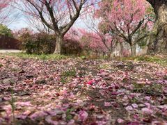 -花开海上生态园