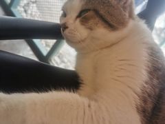 -喵屿·大理花园猫咖