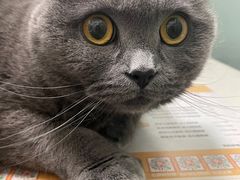 -伟伟宠物医院·瑞派猫友好医院·猫科(光谷店)