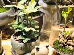 -花鸟鱼虫鲜花绿植市场(玉泉路店)
