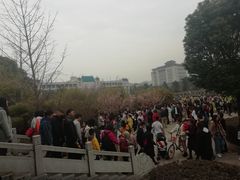 -武汉大学-樱园