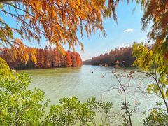 -上海海湾国家森林公园