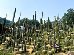 -深圳仙湖植物园