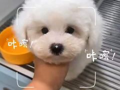 -萌宠之家·腊肠犬·马尔泰·小体犬舍