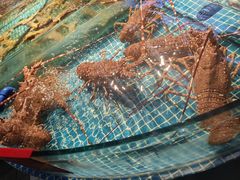 -驻海渔市(置信店)