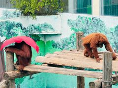 -西霞口神雕山野生动物世界