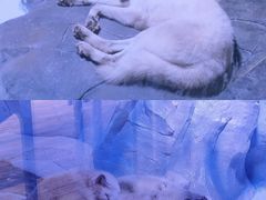 -海合安成都极地海洋公园