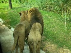 -北京野生动物园