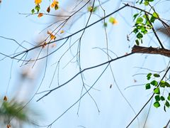 -顺德欢乐海岸PLUS