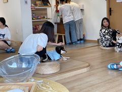 -南京Hallo宠物乐园·哈罗犬舍·柴犬繁育基地