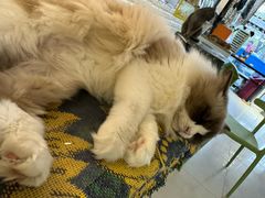 -平行世界·猫咖(首经贸店)