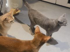 -琪喵猫屋·撸猫猫咖·猫舍