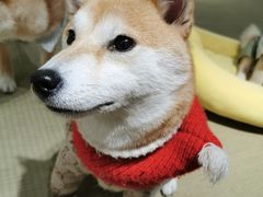 -逗柴咖啡屋·狗咖猫咖宠物桌游