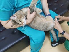 -瑞派天宁宠物医院·猫科·异宠中心