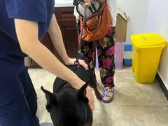 -美联众合动物医院·24h转诊中心