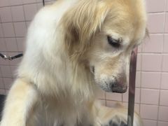 -FAELING PETS美天灵宠物(富力广场店)