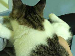 -瑞鹏宠物医院·爱宠堂·骨外专科(西荷分院)