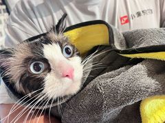 -PETKIT小佩宠物·低压洗护(国顺东路店)