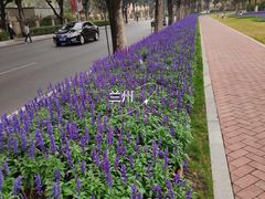 -广州市越秀区育才实验学校