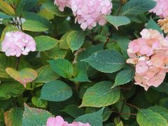 -漫渡庄绿岛花园•隐世庭园菜(滨湖店)