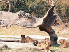 -杭州野生动物世界