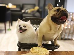 -百好乐宠物友好餐厅(朝外大街店)