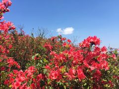 -瑞安圣井山景区