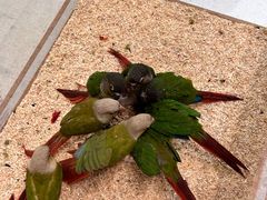 -帕帕拉兹宠物(亚洲旗舰店)