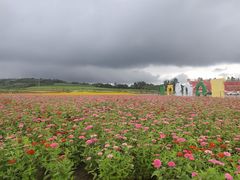 -莲花山花海