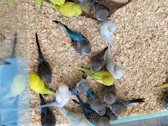 -怪兽屋·羊驼·猫咖·狗咖(俊华广场店)