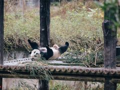 -中国大熊猫保护研究中心雅安碧峰峡基地